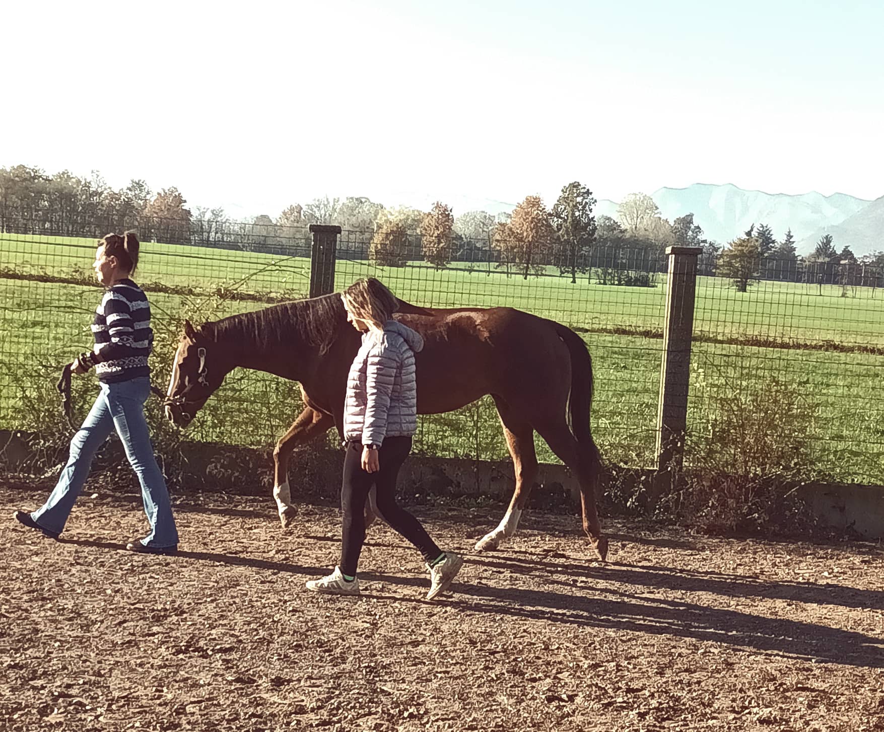 Horse counseling
