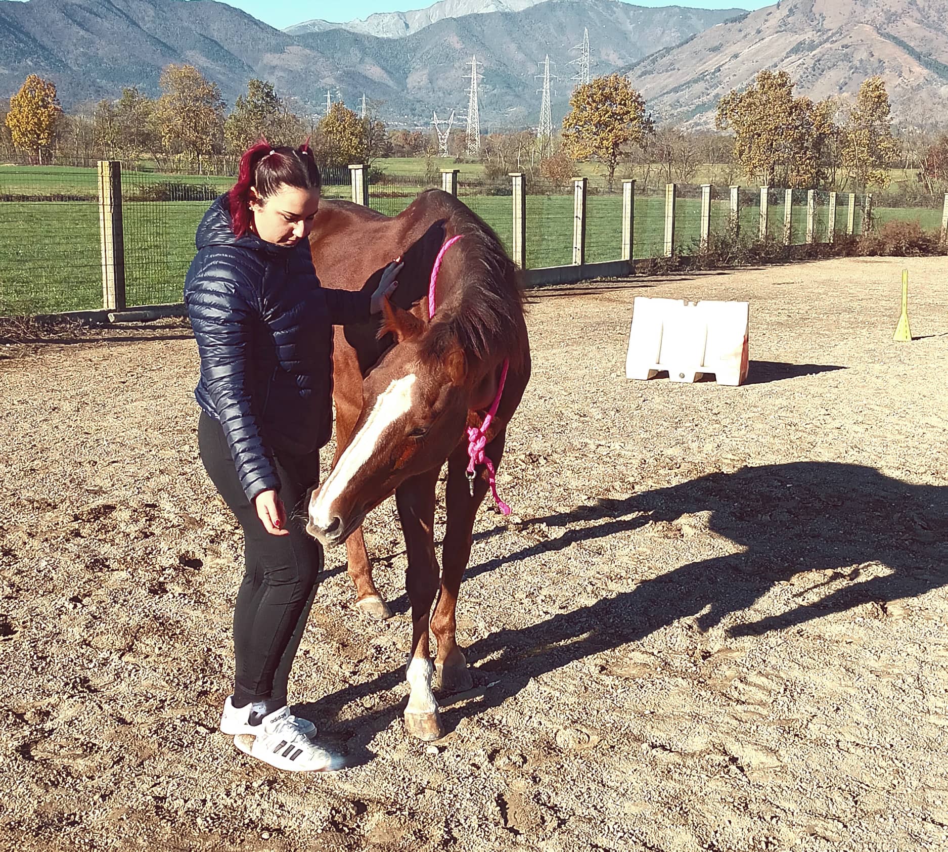 Horse counseling