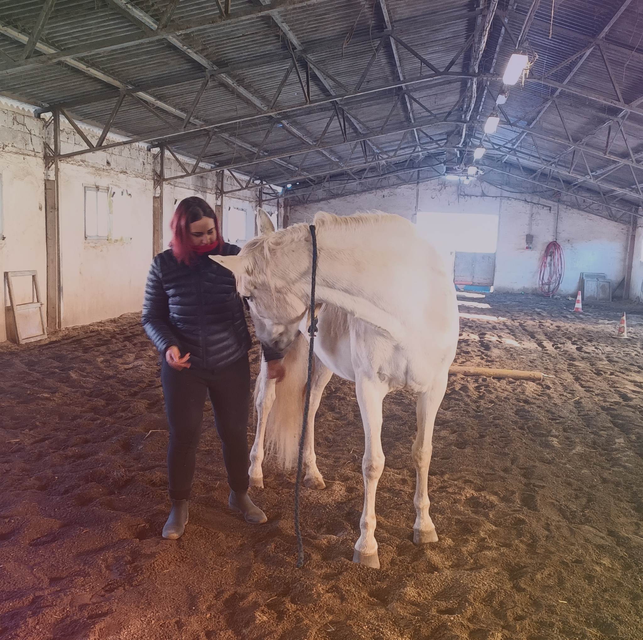 Horse counseling